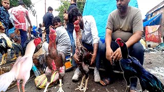 jama Masjid bird market aseel murga mandi budgies  goat  14 April 2024 [upl. by Anatsirhc827]