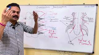 LIGAMENTUM DENTICULATUM [upl. by Noissap892]