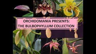 Orchidomania Presents The Bulbophyllum Collection [upl. by Martres]