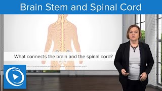 Brain Stem and Spinal Cord – MedSurg Nursing  Lecturio Nursing [upl. by Anaizit416]