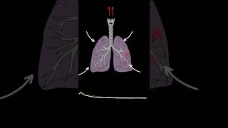 Lung Sounds Quiz  Normal and Abnormal lung sounds types respiratory [upl. by Nelyag]