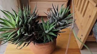 Haworthia attenuata in bloom June 2024 [upl. by Niwre]