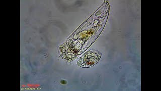 Rotifer Mating Behavior [upl. by Samaj]