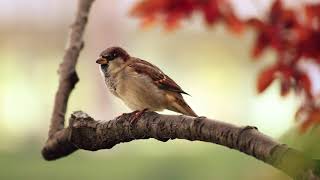 20 min de SONIDOS RELAJANTES de PAJAROS Cantando el Canto de las Aves la Naturaleza y el Bosque 🕊 [upl. by Colon]