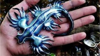 The Blue Sea Dragon Glaucus Atlanticus [upl. by Nerrag336]