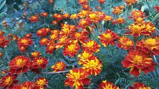 como sembrar semillas de Tagetes  Cempasúchil  Clavelon  Rosa de la India [upl. by Tuesday834]