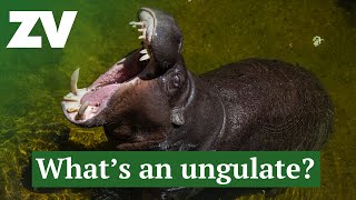 What is an Ungulate [upl. by Suolkcin]