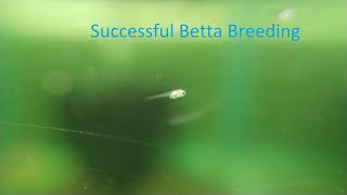 Betta Breeding  Breeding Process Tips And Experience [upl. by Aztirak]