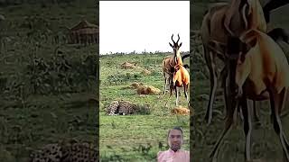 Cheetah vs Antelope Fierce Battle to Protect Her Baby Caught [upl. by Naimed]