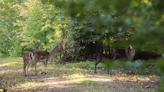 dovhjort European fallow deer Dama dama [upl. by Gothar730]