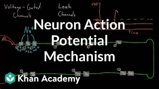 Neuron action potential mechanism  Nervous system physiology  NCLEXRN  Khan Academy [upl. by Eneluqcaj]