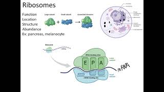 Protein Making Organelles 23 [upl. by Shabbir]