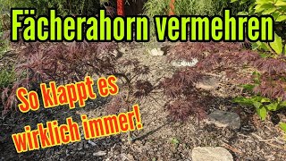 Fächerahorn vermehren  so klappt es garantiert mit der Vermehrung vom Acer palmatum Ableger [upl. by Patnode]