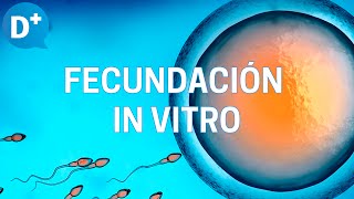 Fecundación in vitro Etapas y resultados [upl. by Anilemrac548]