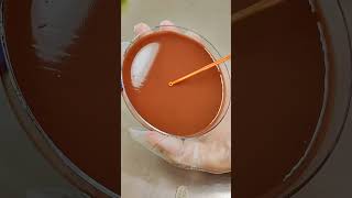 Replicating Haemophilus Influenzae chocolateagar microbiology biology science viralshorts [upl. by Peta]