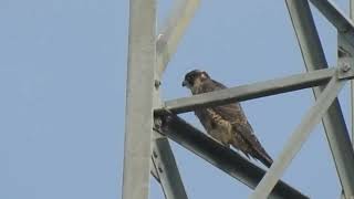 Jimena estirándose y descansando en una torreta Halcón peregrino Castronuevo de Esgueva [upl. by Medor]