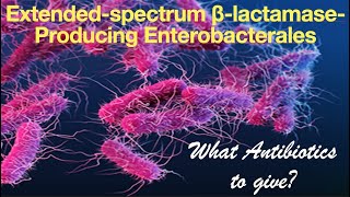 IDSA Guidelines to Manage Extendedspectrum βlactamaseProducing Enterobacterales [upl. by Mattie318]