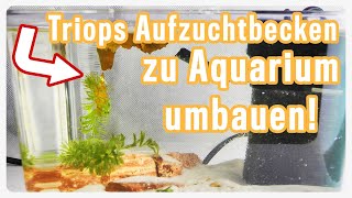 Triops longicaudatus in den ersten Lebenswochen versorgen  Triops umsetzen  Triops Spektrum [upl. by Freed]