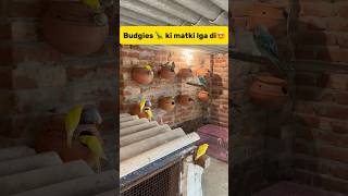 Budgies🦜 ki matki lga di😍 petlover minivlog birds budgiesfam budgieslovers breeding viral [upl. by Ulick]