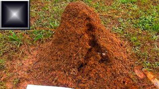 Fire Ant Mound FURY [upl. by Dannie]