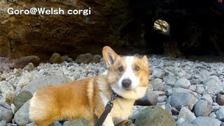 龍宮窟 サンドスキー  Ryugukutsu 20130118 GoroWelsh corgi [upl. by Nadda350]