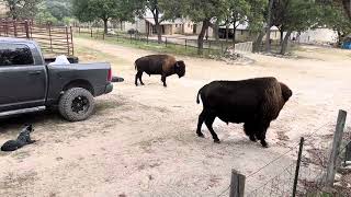 Buford won’t let me leave bison texas cowboys [upl. by Esela262]