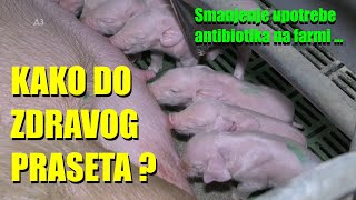 KAKO DO ZDRAVOG PRASETA  šta UMESTO ANTIBIOTIKA trikovi na FARMI odgoj PRASADI  dezinfekcija [upl. by Anitsrik]