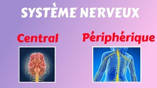 Comprendre le Système Nerveux Central et Périphérique [upl. by Matejka]