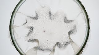 Homemade Bioplastic  testing agar water resistance [upl. by Laeno]