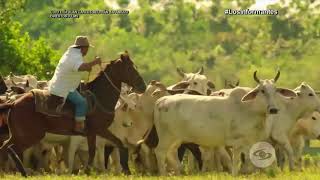 El Cholo Valderrama y el canto llanero que hicieron eco en los Grammy Noticias Caracol [upl. by Atinat]