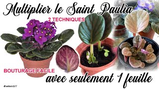 Saintpaulia  bouturer amp multiplier facilement avec 1 feuille Multiply african violets with1 leaf [upl. by Bala50]