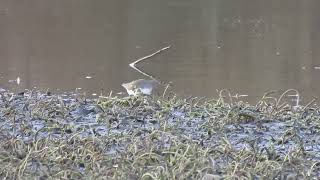 Green Sandpiper  Lochore Meadows CP  Fife  12112024 [upl. by Demodena727]