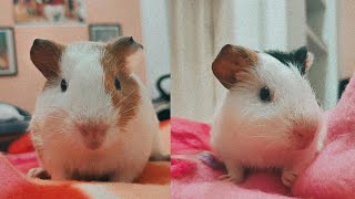 7 Things to Know Before getting GUINEA PIGS in India Beginners Guide [upl. by Lebaron]