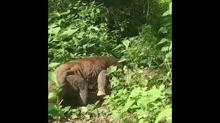 Comodo dragon eat goat 🐐animallifewildlifedangeranimal [upl. by Heer633]