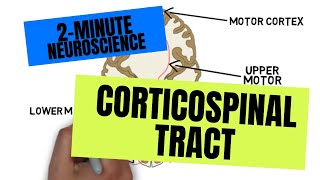 2Minute Neuroscience Corticospinal Tract [upl. by Karlene553]