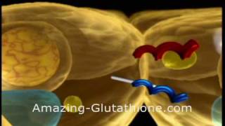 what is glutathione and what is maxgxl video [upl. by Zaneski954]