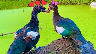 Amazing Muscovy Ducks Mating  Wild Animals Romance [upl. by Ruhtua]