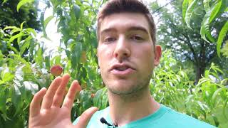 Guarantee Larger Fruits With This ONE TIP [upl. by Sibley493]