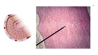 HISTOLOGÍA DEL SISTEMA CARDIOVASCULAR VASOS SANGUÍNEOS Parte 22 Dra Valeria Lopez L [upl. by Earl]