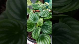 peperomiawatermelon peperomia plants plantslovers shorts ytshort ytshorts [upl. by Eyatnod]