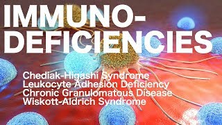 ChediakHigashi vs Chronic Granulomatous vs Leukocyte Adhesion vs WiskottAldrich [upl. by Elbertine]