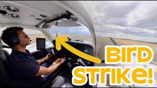 Birdstrike in a G58 Baron [upl. by Ayadahs22]