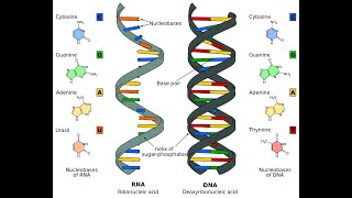 3 Cell biology  DNA amp RNA structure part 1 شرح بالعربي [upl. by Kinelski441]