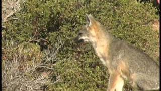 Barking Fox Called in Late September 2009  Great Vocalizations [upl. by Wynne]