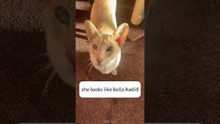 😈😈😈 shortvideo cat petschannel catvideos funny ytpets funnyanimal pets [upl. by Kerns543]