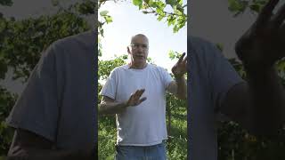 GROWN by France Ranch  Grapevine Girdling Explained [upl. by Chip]