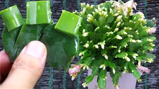 Some ideas for propagating cactus Best method of propagating from aloe vera [upl. by Arada]