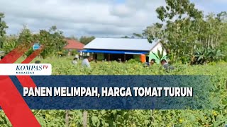 Panen Melimpah Harga Tomat Turun [upl. by Granlund]