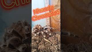 Nhandu Chromatus [upl. by Malo]