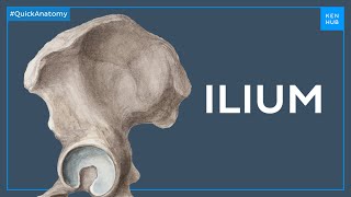 Anatomy of the ilium  Quick Anatomy  Kenhub [upl. by Zailer540]